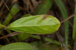 Carolina false vervain